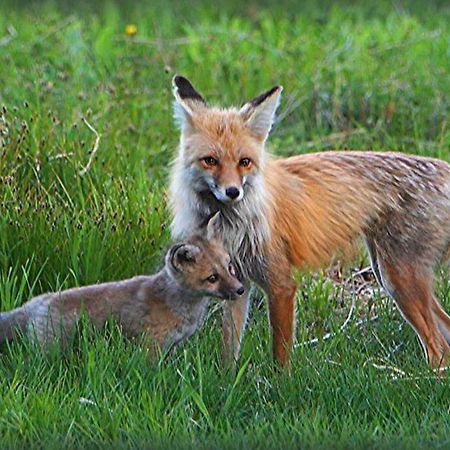 Fox Den Lodge 西黄石 外观 照片