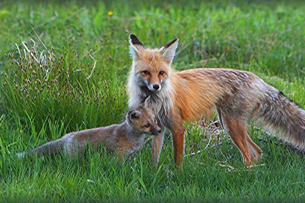 Fox Den Lodge 西黄石 外观 照片